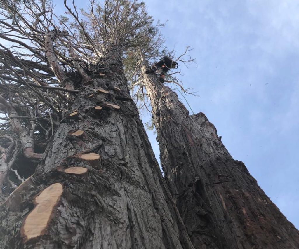 Abattage d’un sequoia à Bourg Argental